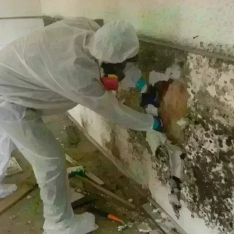 Mold Remediation and Removal in Sistersville, WV